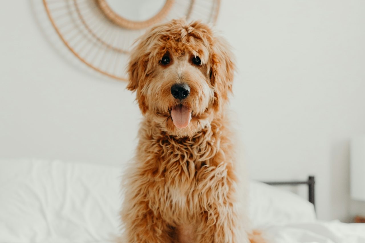 Hund auf dem Bett sitzend