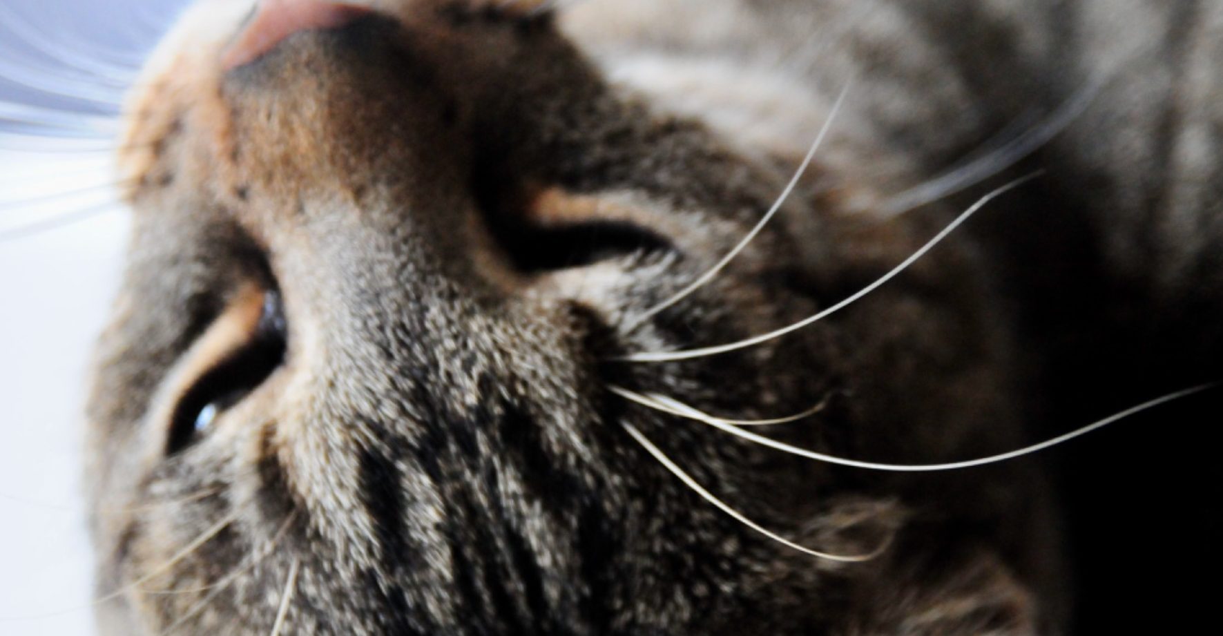 Entspannte Katze auf dem Rücken liegend Katze der Tierärztin