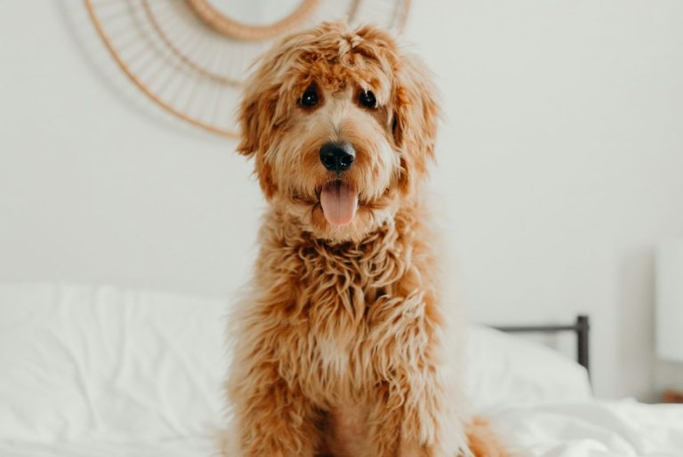 Hund auf dem Bett sitzend