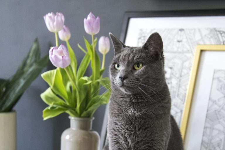 Katze neben Blumentopf sitzend